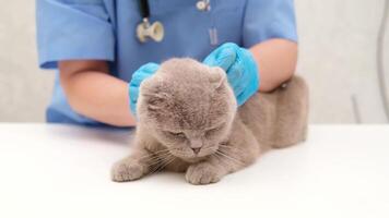 Veterinarian examining gray Scottish cat video