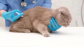 vet gives an injection to gray Scottish cat video