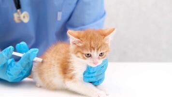 vet gives an injection to a little kitten video