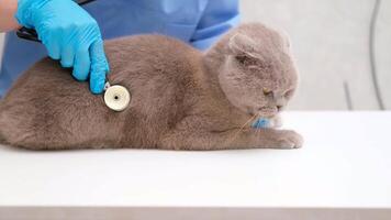 veterinarian listening with stethoscope cat video