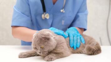 Veterinarian examining gray Scottish cat video