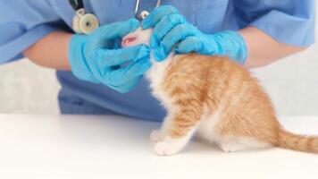 veterinarian examining the teeth of a small kitten video