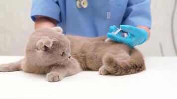 vet gives an injection to gray Scottish cat video