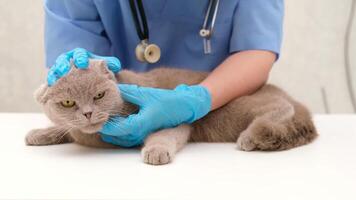 Veterinarian examining gray Scottish cat video