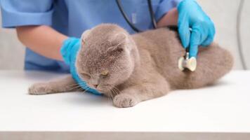 Veterinarian examining gray Scottish cat video