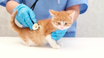 veterinarian listening with stethoscope video