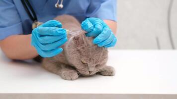 veterinarian checking ears of gray Scottish cat video