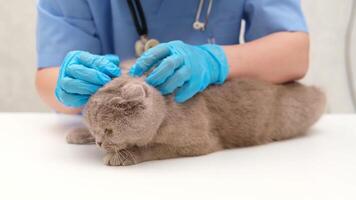 Veterinarian examining gray Scottish cat video