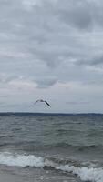 Seagull gracefully soaring over a tranquil beach on a cloudy day video