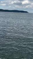 Seagull perching to flight over ocean waves with beach in background video