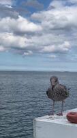Curious seagull interacts with human on seaside dock under cloudy sky video