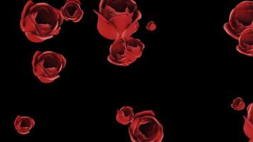 Animation of red roses with alpha channel video