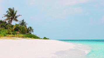 The amazing wild beach of the island of Maldives in the Indian Ocean. Azure water and palm trees. Palm shadow on the white sand video
