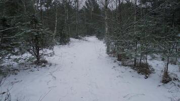 A serene winter pathway through a beautifully snowcovered forest, inviting everyone to explore and find tranquility video