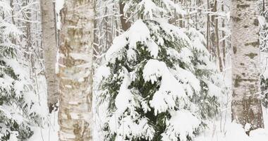 The heavy snowfall in a wild park, winter fairy tale in the forest, snow-covered tree branches, large flakes of snow are slowly falling, nobody, snow storm, blizzard video