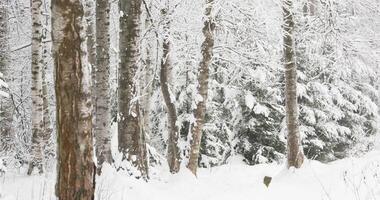 The heavy snowfall in a wild park, winter fairy tale in the forest, snow-covered tree branches, large flakes of snow are slowly falling, nobody, snow storm, blizzard video