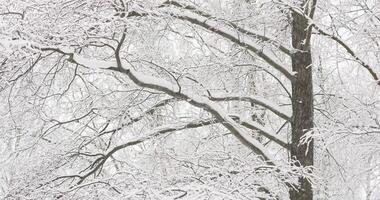 Winter fairy tale in the forest, Upward view of snow-covered tree branches, heavy snowfall in a wild park, large flakes of snow are slowly falling, nobody, snow storm, blizzard video