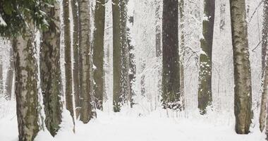 The heavy snowfall in a wild park, winter fairy tale in the forest, snow-covered tree branches, large flakes of snow are slowly falling, nobody, snow storm, blizzard video