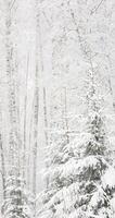 Winter fairy tale in the forest, Upward view of snow-covered tree branches, heavy snowfall in a wild park, large flakes of snow are slowly falling, nobody, snow storm, blizzard video
