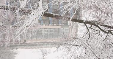 The heavy snowfall in a wild park, winter fairy tale in the forest, snow-covered tree branches, large flakes of snow are slowly falling, nobody, snow storm, blizzard video