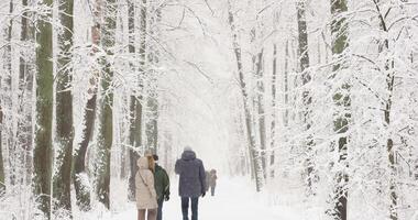 People walking in snow-covered public park in holidays, winter fairy tale in the forest, snow-covered tree branches, heavy snowfall, large flakes of snow are slowly falling, snow storm, blizzard video