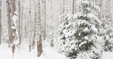 The heavy snowfall in a wild park, winter fairy tale in the forest, snow-covered tree branches, large flakes of snow are slowly falling, nobody, snow storm, blizzard video
