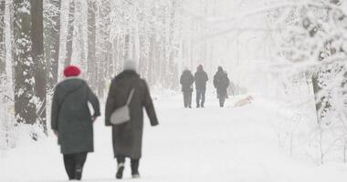 People walking in snow-covered public park in holidays, winter fairy tale in the forest, snow-covered tree branches, heavy snowfall, large flakes of snow are slowly falling, snow storm, blizzard video