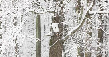 Heavy snowfall in a wild park, A birdhouse is hanging on a tree, large flakes of snow are slowly falling, nobody, tree branches covered with snow, snow storm, blizzard video