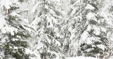 The heavy snowfall in a wild park, winter fairy tale in the forest, snow-covered tree branches, large flakes of snow are slowly falling, nobody, snow storm, blizzard video