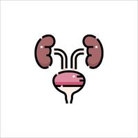 An illustration of a kidney with a small organ vector