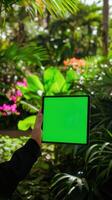 Tablet with green screen in hand on blurred background of tropical garden photo