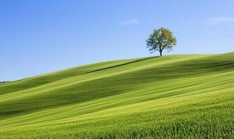 A solitary tree on rolling green hills under a clear blue sky. photo