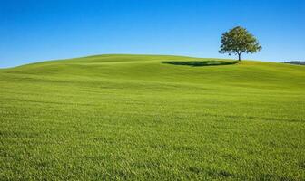 A serene landscape featuring a green hill and a solitary tree. photo