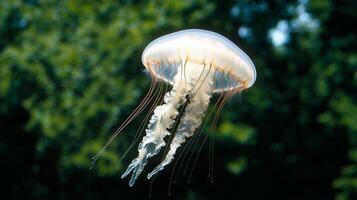 A translucent jellyfish gracefully floating in a serene aquatic environment. photo