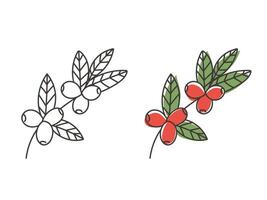 Hand drawn coffee tree branches and beans vector