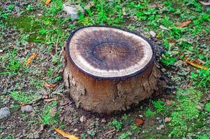 A close up of a tree stump with visible growth rings, surrounded by green grass and small plants. The stump's texture and the natural setting make it an interesting subject for nature photography photo