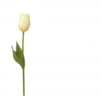 A beautiful white tulip with green leaves, symbolizing purity and elegance. png