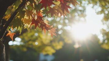 Sunlight filters through colorful autumn leaves in a serene setting. photo