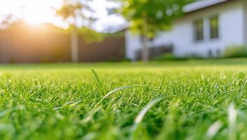 A close-up view of lush green grass in a backyard setting. photo