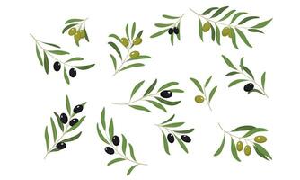Olive Tree Branches Set, Eco Healthy Organic Products or Cosmetics Design Element Illustration vector