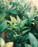 Aerial View of Lush Green Plants in Soft Light. photo