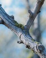 Close Up of Cracked and Weathered Tree Branch with Natural Texture photo