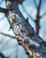 Close Up of Cracked and Weathered Tree Branch with Natural TextureClose Up of Cracked and Weathered Tree Branch with Natural Texture. photo