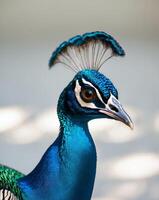 A close up of a peacock's head with a blurry backgroundA close up of a peacock's head with a blurry background. photo