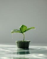 A green plant with water droplets on it in the water photo