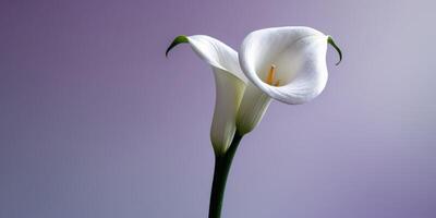 A stunning calla lily in bright white on a soft lavender backdrop photo