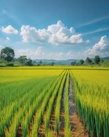 Captivating view of vibrant rice fields under a clear blue sky in rural landscapeCaptivating view of vibrant rice fields under a clear blue sky in rural landscape. photo