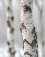 Close Up of White Birch Tree Bark TextureClose Up of White Birch Tree Bark Texture. photo