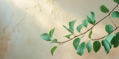 Fresh Green Leaves Growing on Branch with Soft Natural Background photo