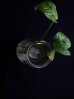 A single green plant with leaves in a glass vase stands out against a dark background photo